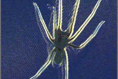Aracnide