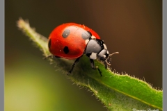 Coccinella