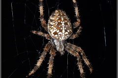 aracne