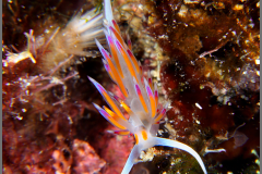 cratena