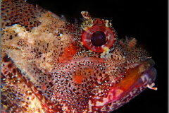 scorpena