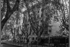 Viale-alberato